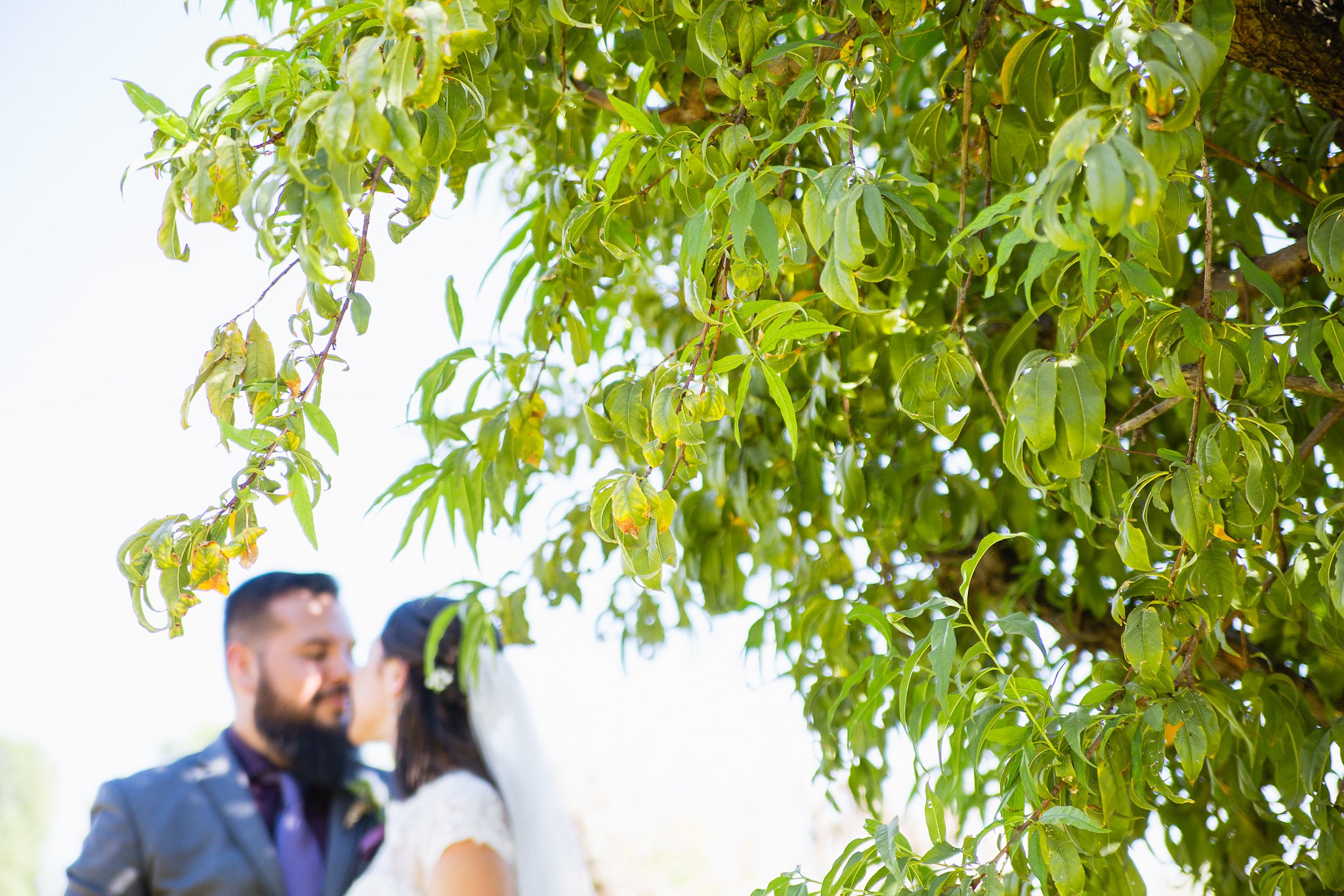 Bride and Groom kissing behind a tree in the orchard at their Schnepf Farm's Farmhouse wedding by Arizona wedding photographer PMA Photography.
