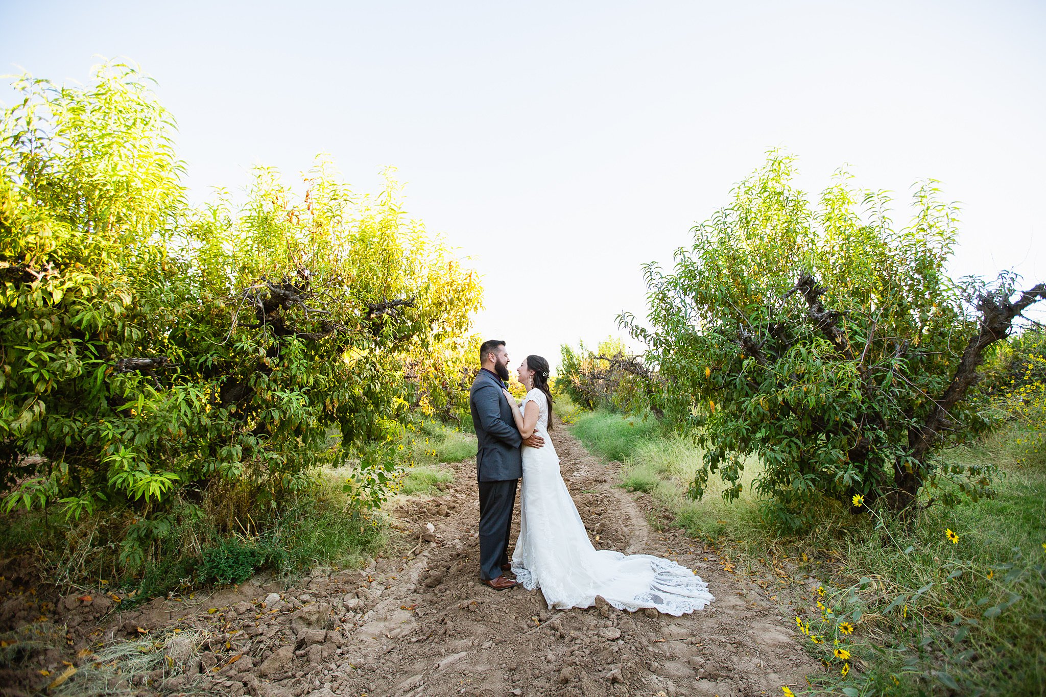 Bride and groom sharing a laugh in the orchard at the Schnepf Farm's Farmhouse by Phoenix wedding photographers PMA Photography.