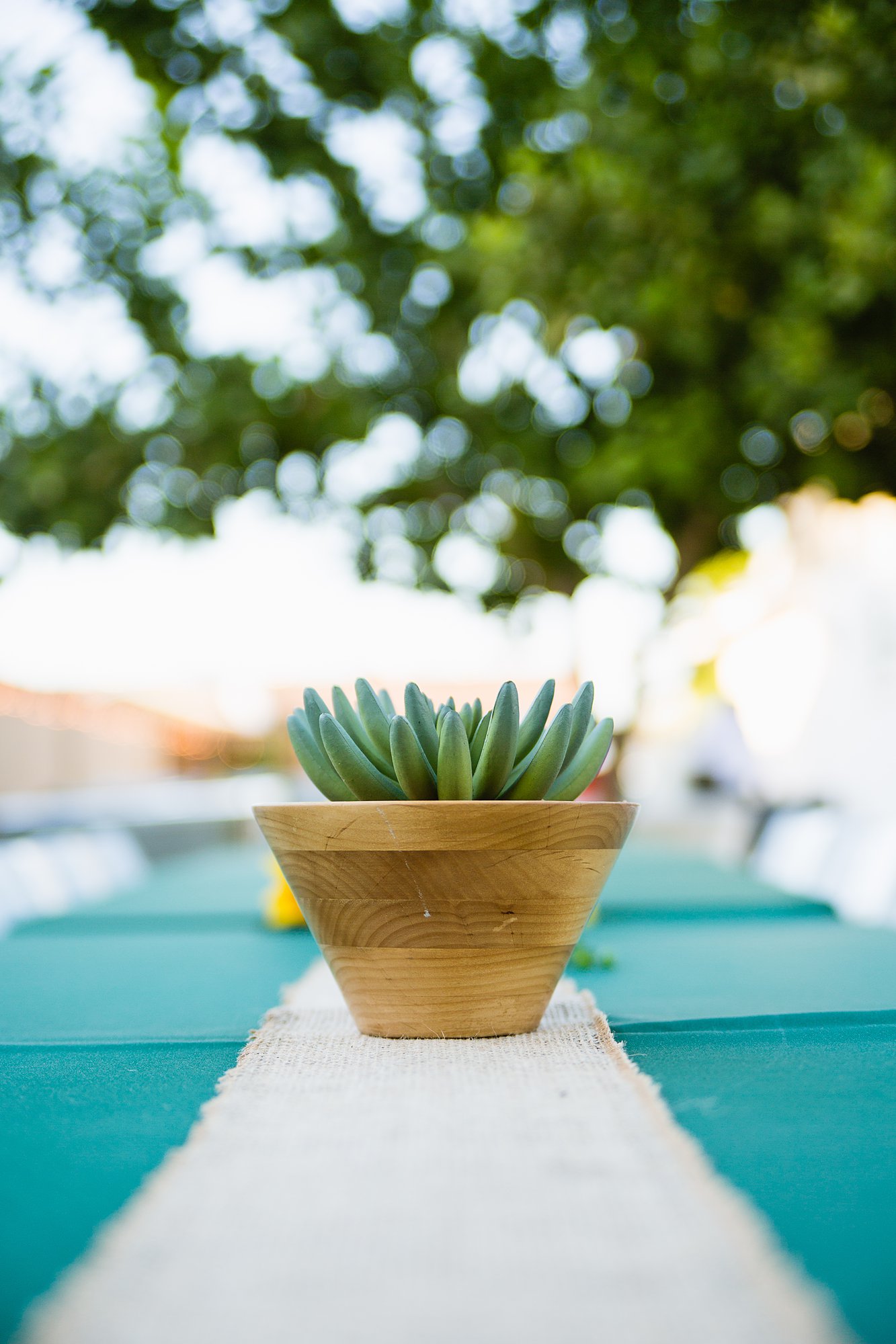 Simple succulent centerpiece for an intimate backyard garden wedding by Arizona wedding photographer PMA Photography.