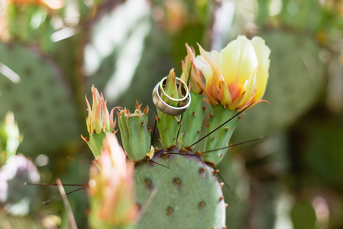 Simple gold and silver bride and groom wedding bands on a prickly pear cactus bloom by Arizona wedding photographer PMA Photography.