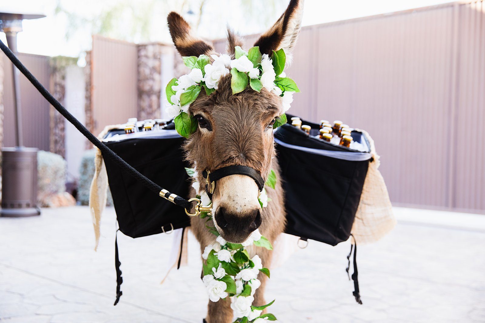 The beer burro decorated in flowers delivering beer to guests at cocktail hour by PMA Photography.