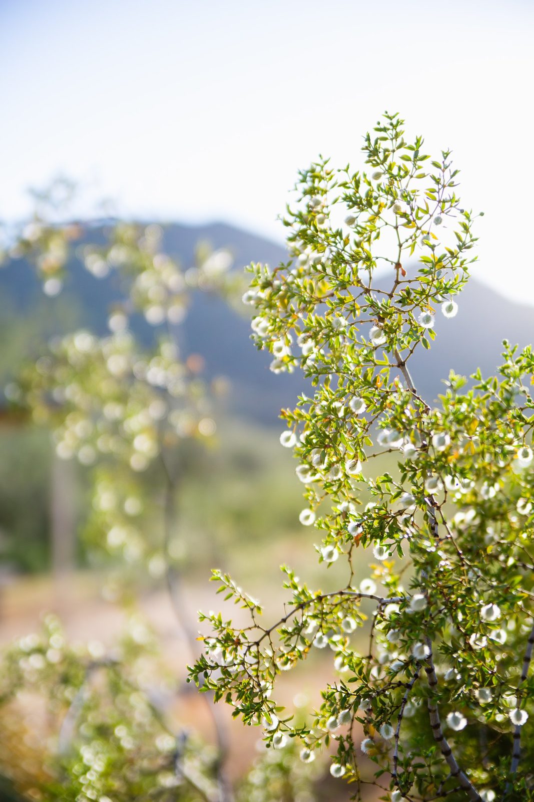 Detail image of the creosote bush in front of the White Tank mountains in the Arizona desert.