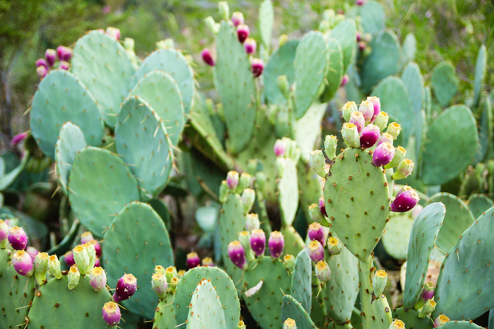 Prickly pear cactus at Veterans Oasis Park by PMA Photography.