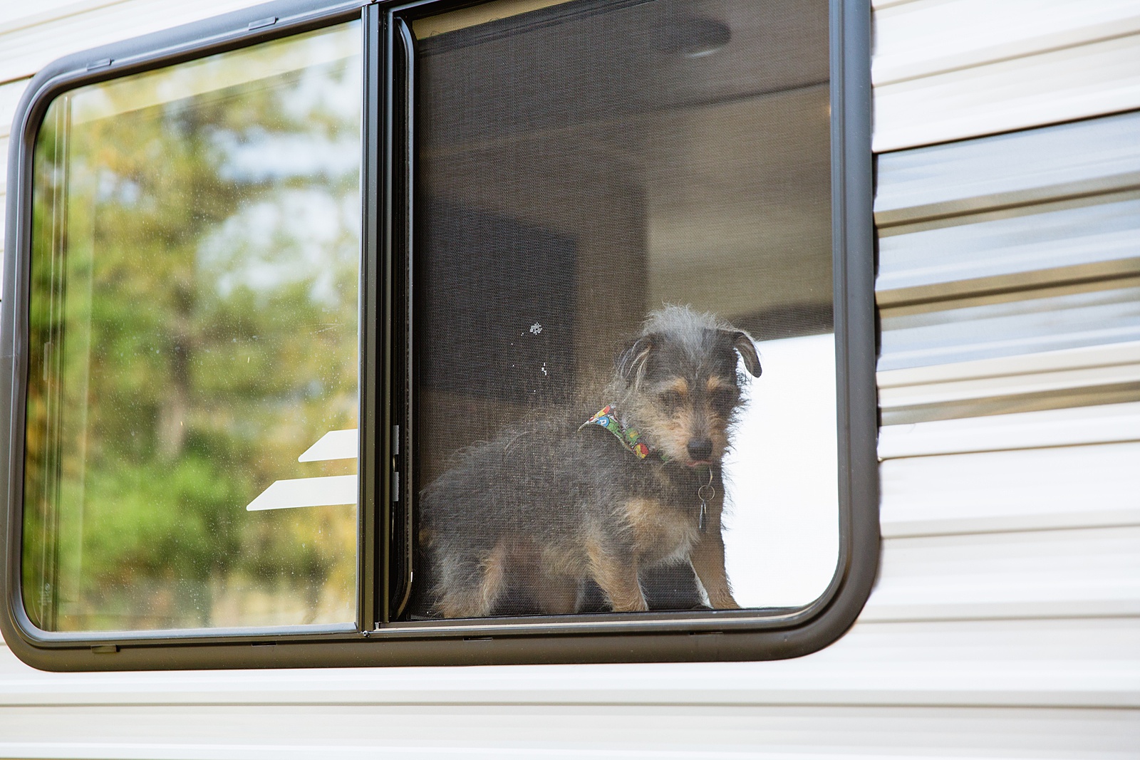 The couple's dog looking out the window of their camper as they get ready for their Mogollon Rim Elopement by PMA Photography.