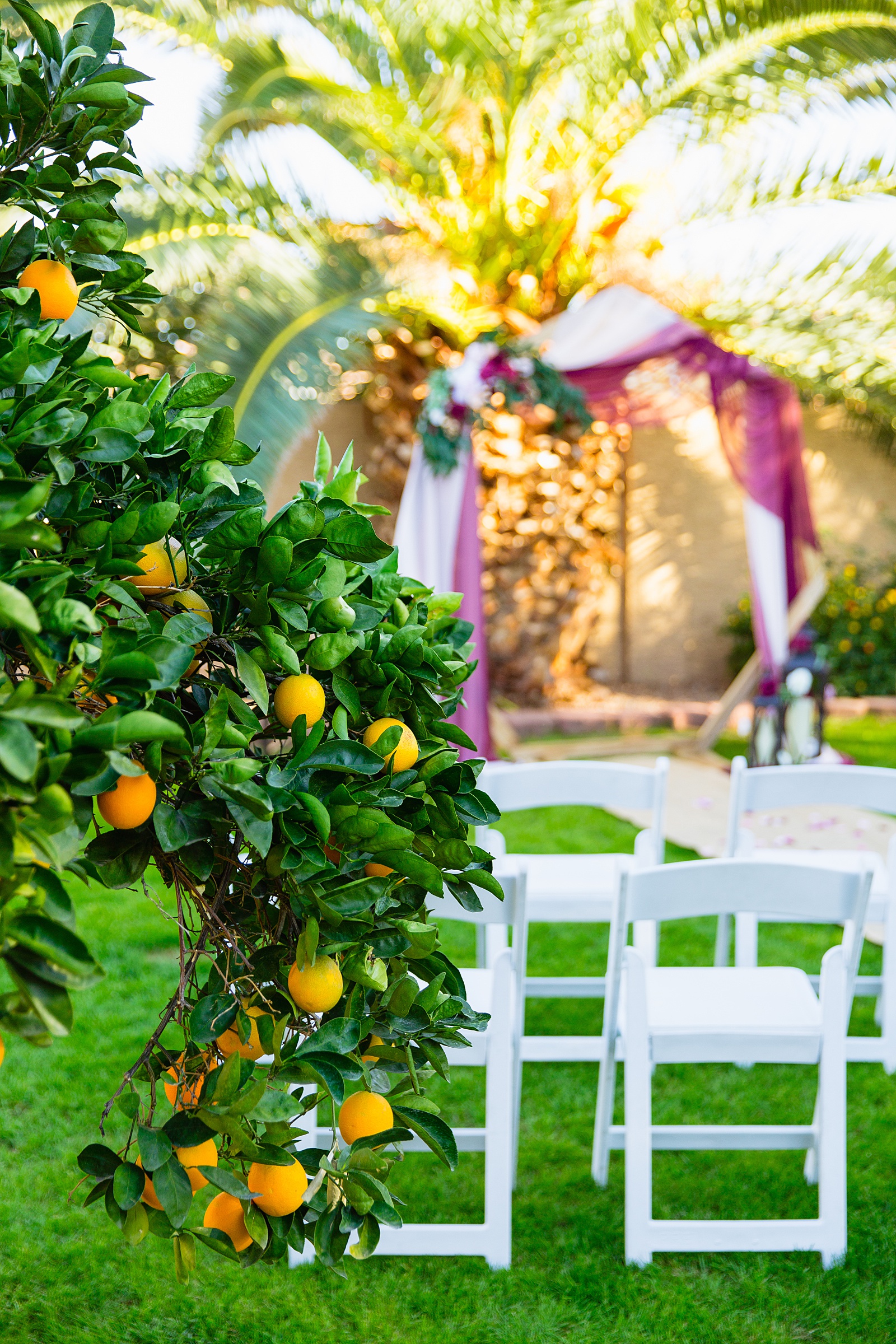 Orange tree in front of a wedding ceremony arch for a backyard micro wedding by PMA Photography.