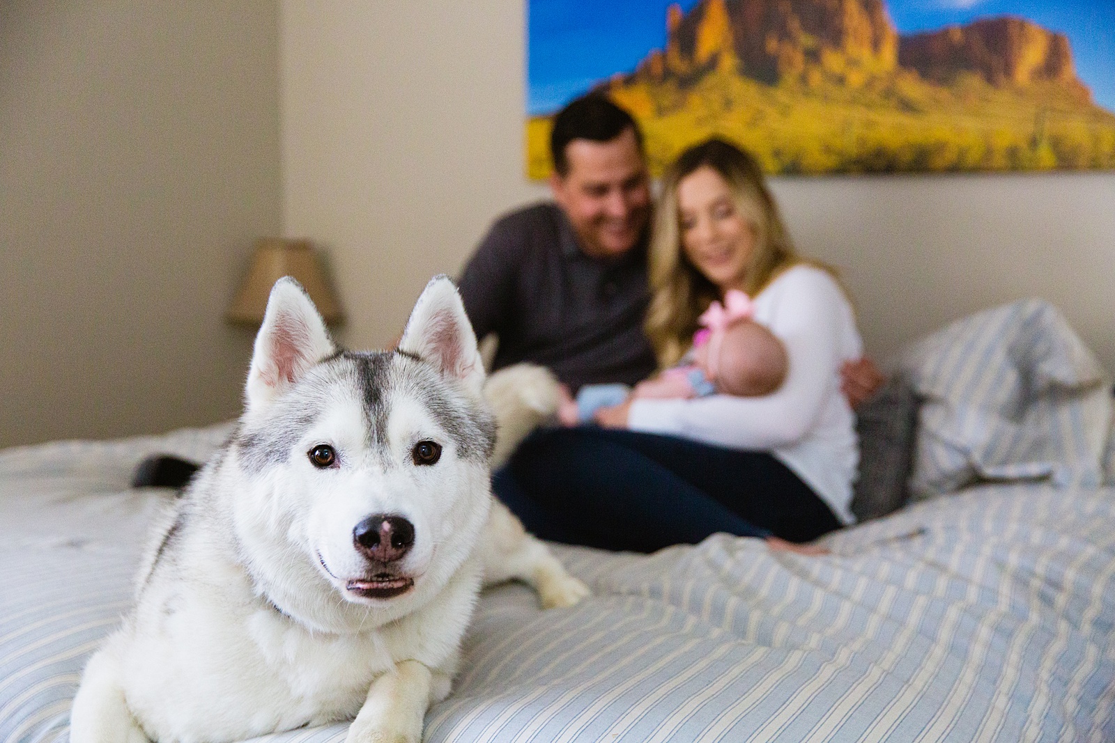 Portrait of the family's dog with the family smiling in the background by PMA Photography.