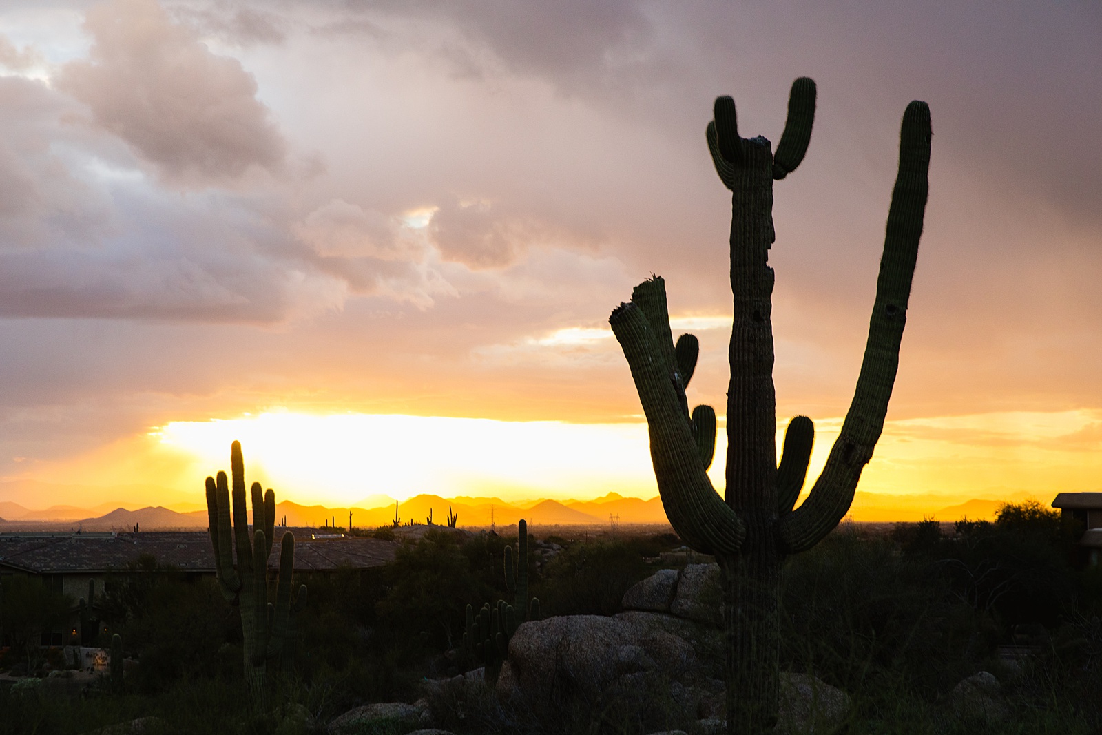 Silhouette of a cactus at sunset by PMA Photography.